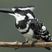 Pied Kingfisher
